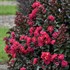 'Cherry Mocha' Lagerstroemia 