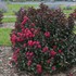 'Cherry Mocha' Lagerstroemia 