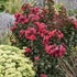 'Cherry Mocha' Lagerstroemia 