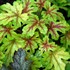 ‘Alabama Sunrise’ Heucherella