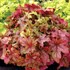 ‘Alabama Sunrise’ Heucherella