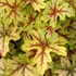 ‘Alabama Sunrise’ Heucherella