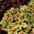 ‘Alabama Sunrise’ Heucherella
