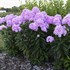 Phlox paniculata 'Opalescence' LUMINARY™ Collection