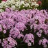 Phlox paniculata 'Opalescence' LUMINARY™ Collection