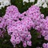 Phlox paniculata 'Opalescence' LUMINARY™ Collection