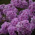 Phlox paniculata 'Opalescence' LUMINARY™ Collection