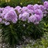 Phlox paniculata 'Opalescence' LUMINARY™ Collection