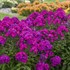 Phlox p. 'Ultraviolet' LUMINARY™ Collection