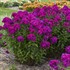 Phlox p. 'Ultraviolet' LUMINARY™ Collection