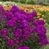 Phlox p. 'Ultraviolet' LUMINARY™ Collection