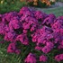 Phlox p. 'Ultraviolet' LUMINARY™ Collection