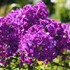 Phlox p. Top Shelf Purple Kiss