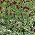 'Little Angel' Sanguisorba officinalis var. microcephala