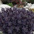 SUNSPARKLER 'Plum Dazzled' Stonecrop Sedum