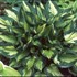 'Whirlwind' Hosta