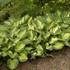 'Whirlwind' Hosta