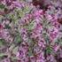 'MY MONET PURPLE EFFECT' Weigela