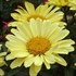 Real Sunbeam Shasta Daisy