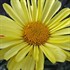Real Sunbeam Shasta Daisy