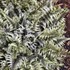 Athyrium niponicum 'Crested Surf' PP33057 CPBRAF