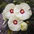 Hibiscus 'French Vanilla'  SUMMERIFIC® Collection