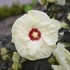 Hibiscus 'French Vanilla'  SUMMERIFIC® Collection