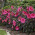Hibiscus 'Evening Rose' SUMMERIFIC® Collection