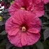 Hibiscus 'Evening Rose' SUMMERIFIC® Collection