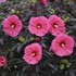 Hibiscus 'Evening Rose' SUMMERIFIC® Collection