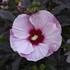 Hibiscus 'Perfect Storm' SUMMERIFIC® Collection