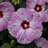 Hibiscus 'Spinderella' SUMMERIFIC® Collection