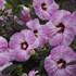 Hibiscus 'Spinderella' SUMMERIFIC® Collection