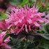 Monarda didyma Balmy™ Pink