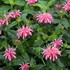 Monarda didyma Balmy™ Pink