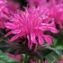 Monarda didyma Balmy Rose