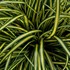 EverColor 'Everoro' Sedge
