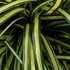 EverColor 'Everoro' Sedge
