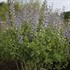 Baptisia 'Blue Bubbly' DECADENCE® DELUXE Series