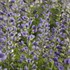 Baptisia 'Blue Bubbly' DECADENCE® DELUXE Series