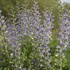 Baptisia 'Blue Bubbly' DECADENCE® DELUXE Series