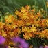 Crocosmia 'Walberton Yellow'