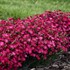 'Paint the Town Red' Dianthus