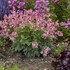 Dicentra 'Pink Diamonds' PP32380 CPBRAF