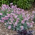 Dicentra 'Pink Diamonds' PP32380 CPBRAF