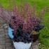 'Timeless Night' Heuchera PPAF