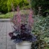 'Timeless Night' Heuchera PPAF