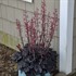 'Timeless Night' Heuchera PPAF