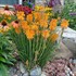 Kniphofia POCO ‘Orange’