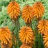 Kniphofia POCO ‘Orange’